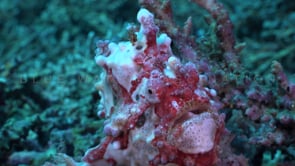 1028_red and white warty frogfish close