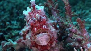 1027_red and white warty frogfish front