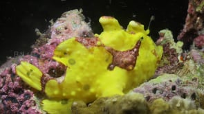 1029_yellow warty frogfish stretching mouth at night