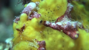 1032_yellow warty frogfish super close up