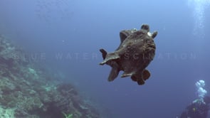 1037_giant frogfish swimming with diver