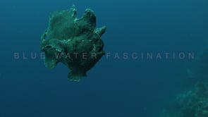 1038_giant frogfish swimming in free water
