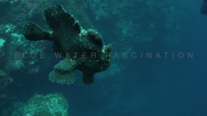 1039_giant frogfish swimming in open water