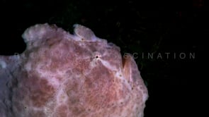 1041_Giant white frogfish at night