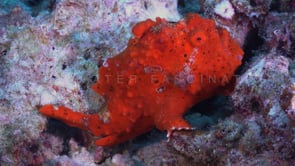 1042_red warty frogfish on coral rocks