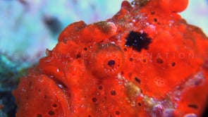 1044_red warty frogfish close up