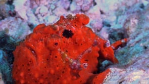 1043_Red warty Frogfish close up