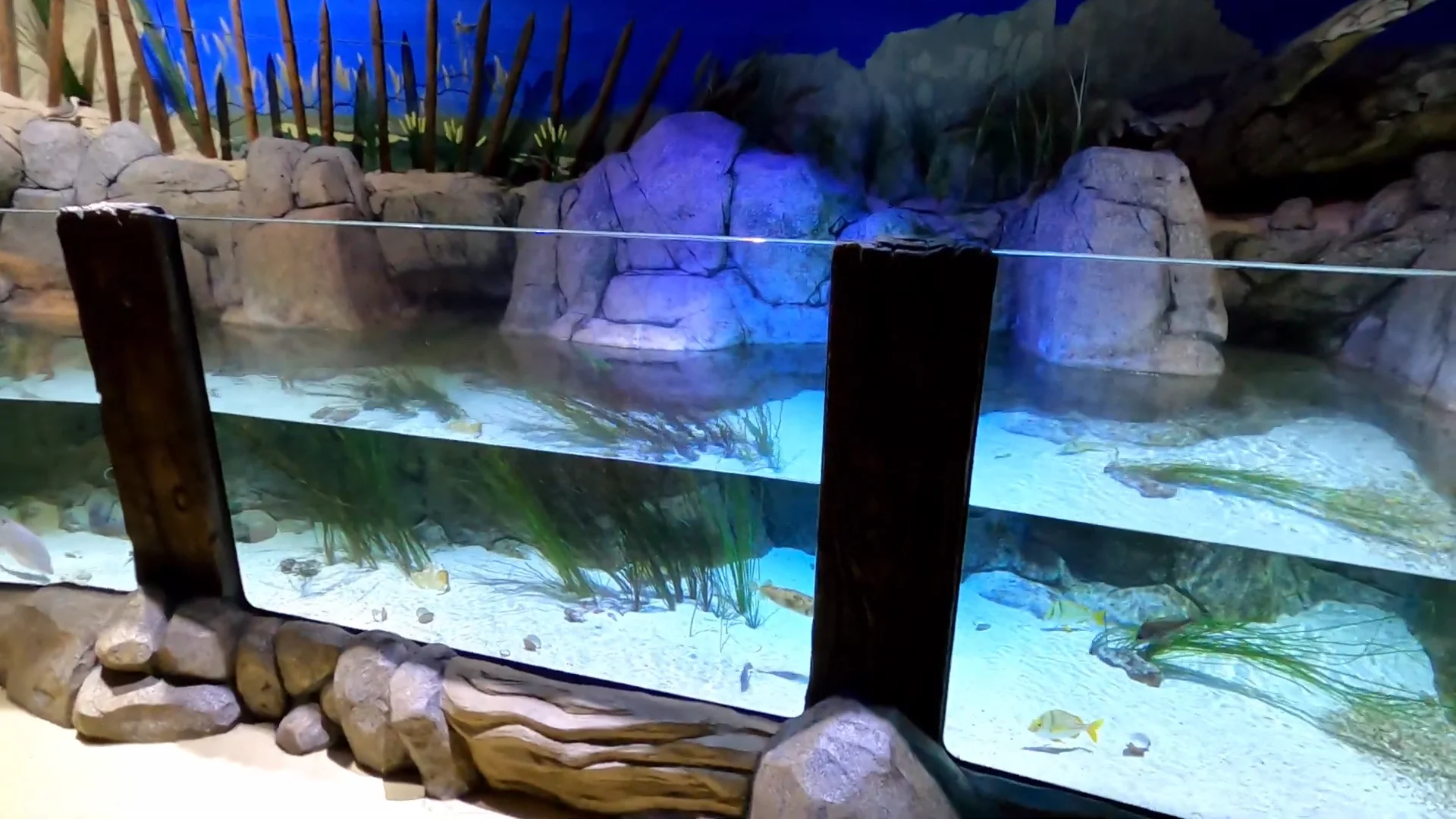 SEA LIFE aquarium in Concord Mills Mall at Concord, NC near Charlotte