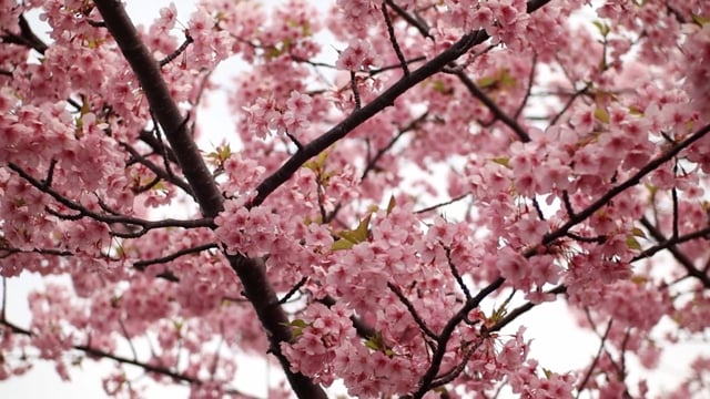Flowers, Cherry Blossoms, Sakura. Free Stock Video - Pixabay
