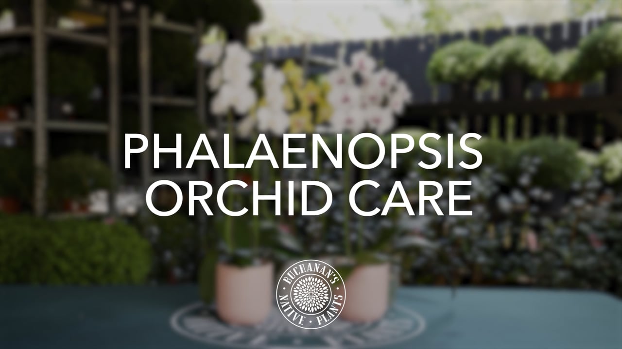 Buchanan's Phalaenopsis  Orchid Care