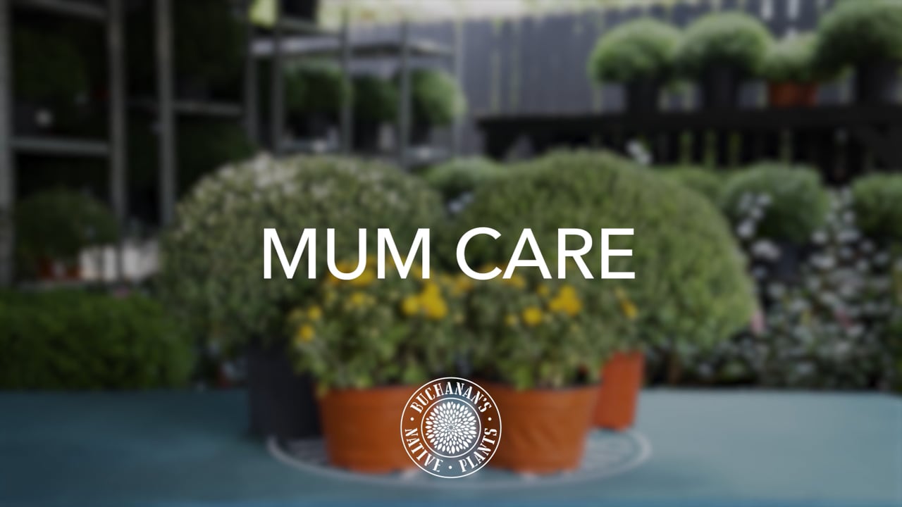 Buchanan's Mum Care