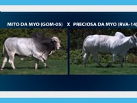 Lote 03E