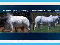 Lote 04E