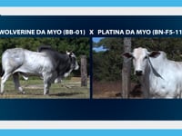 Lote 06E