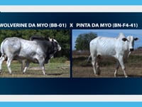 Lote 16E