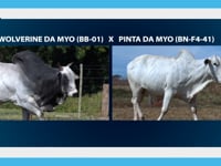 Lote 18E