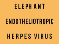 Elephant Endotheliotropic Herpesvirus