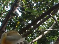 Kookaburra Vocalization.mp4