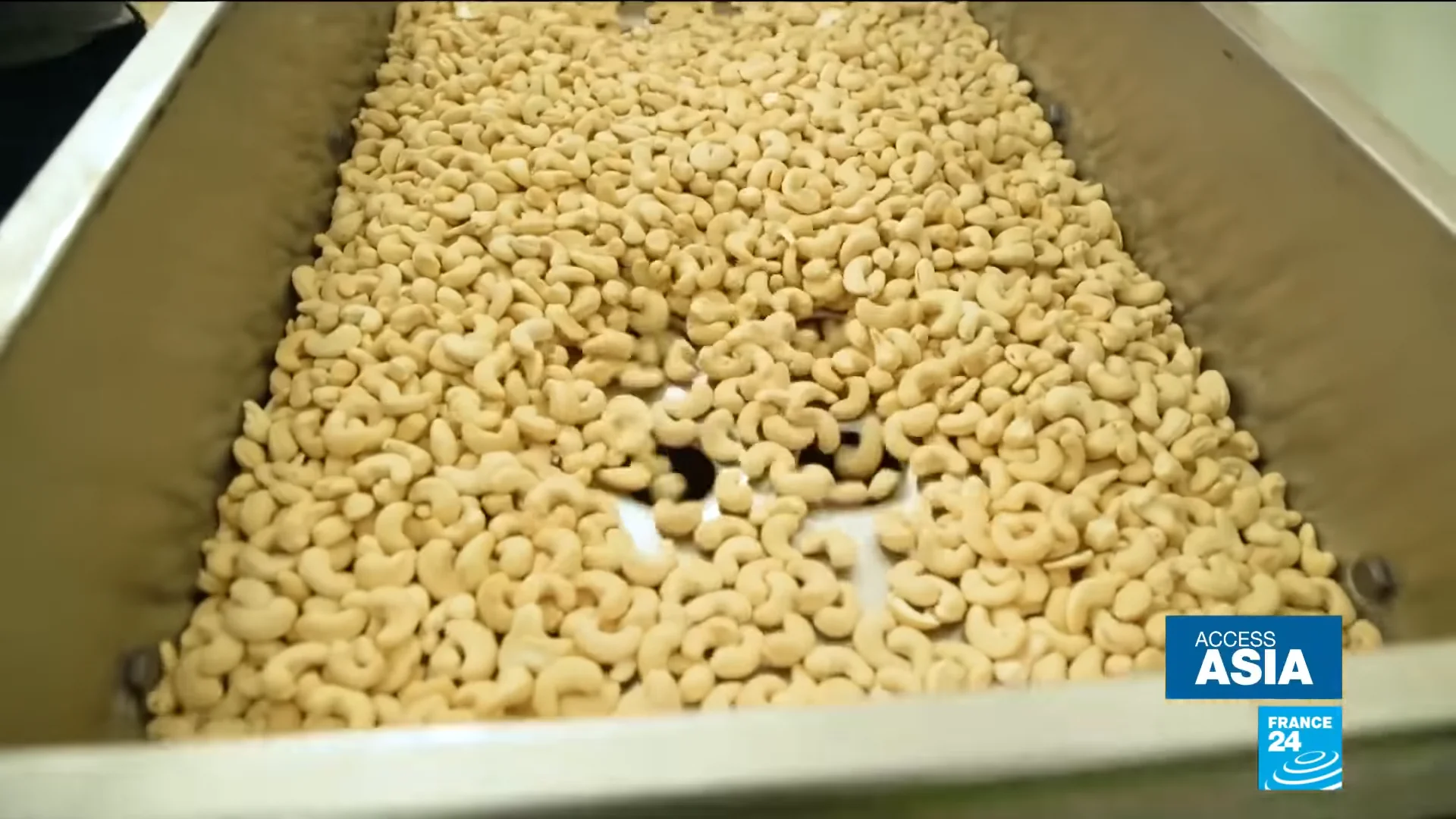 Cashew nuts Painful working conditions behind popular snack Access Asia