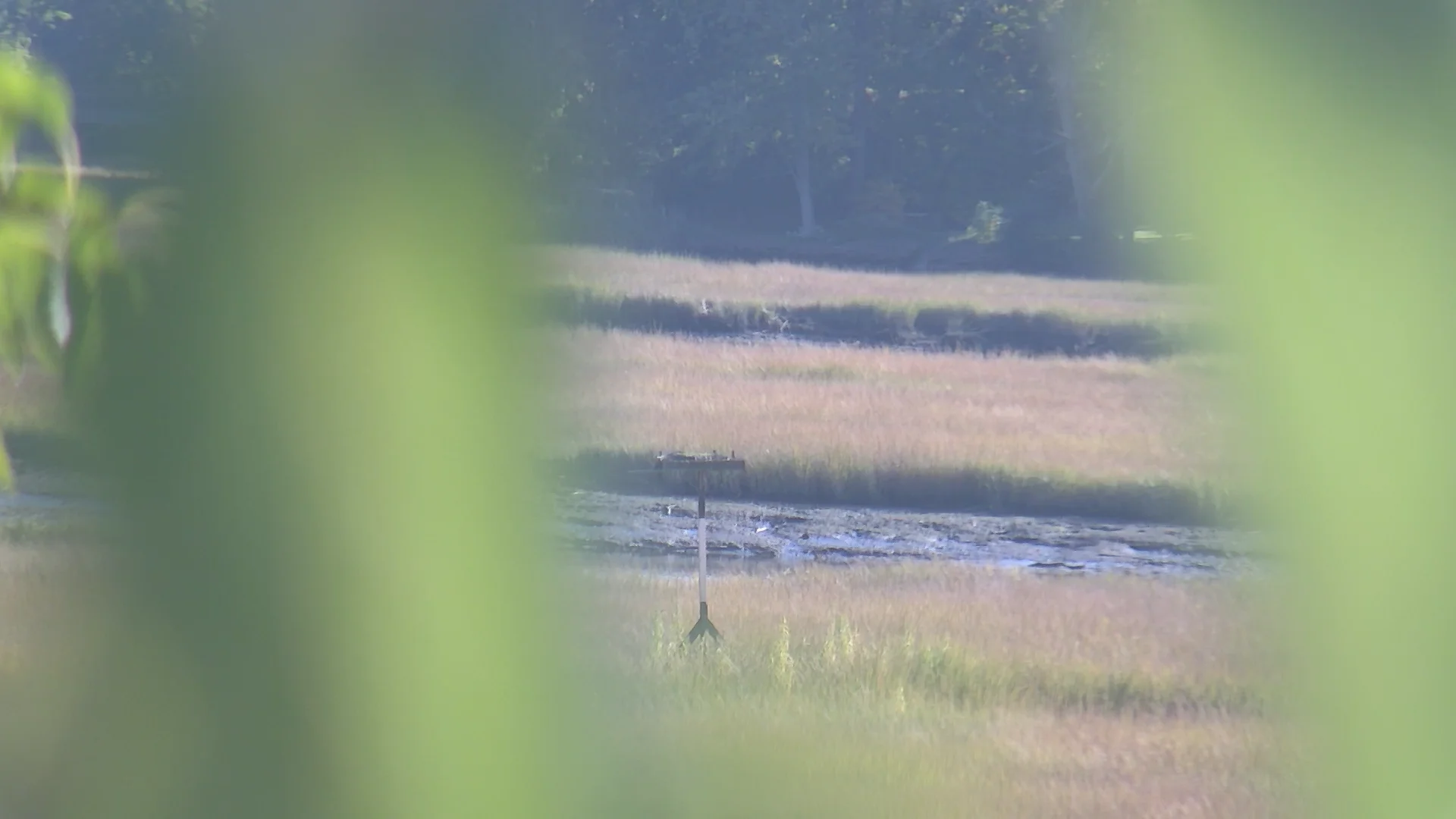 BPS Osprey Cam on Vimeo