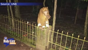Monkey Checked Himself into Hospital