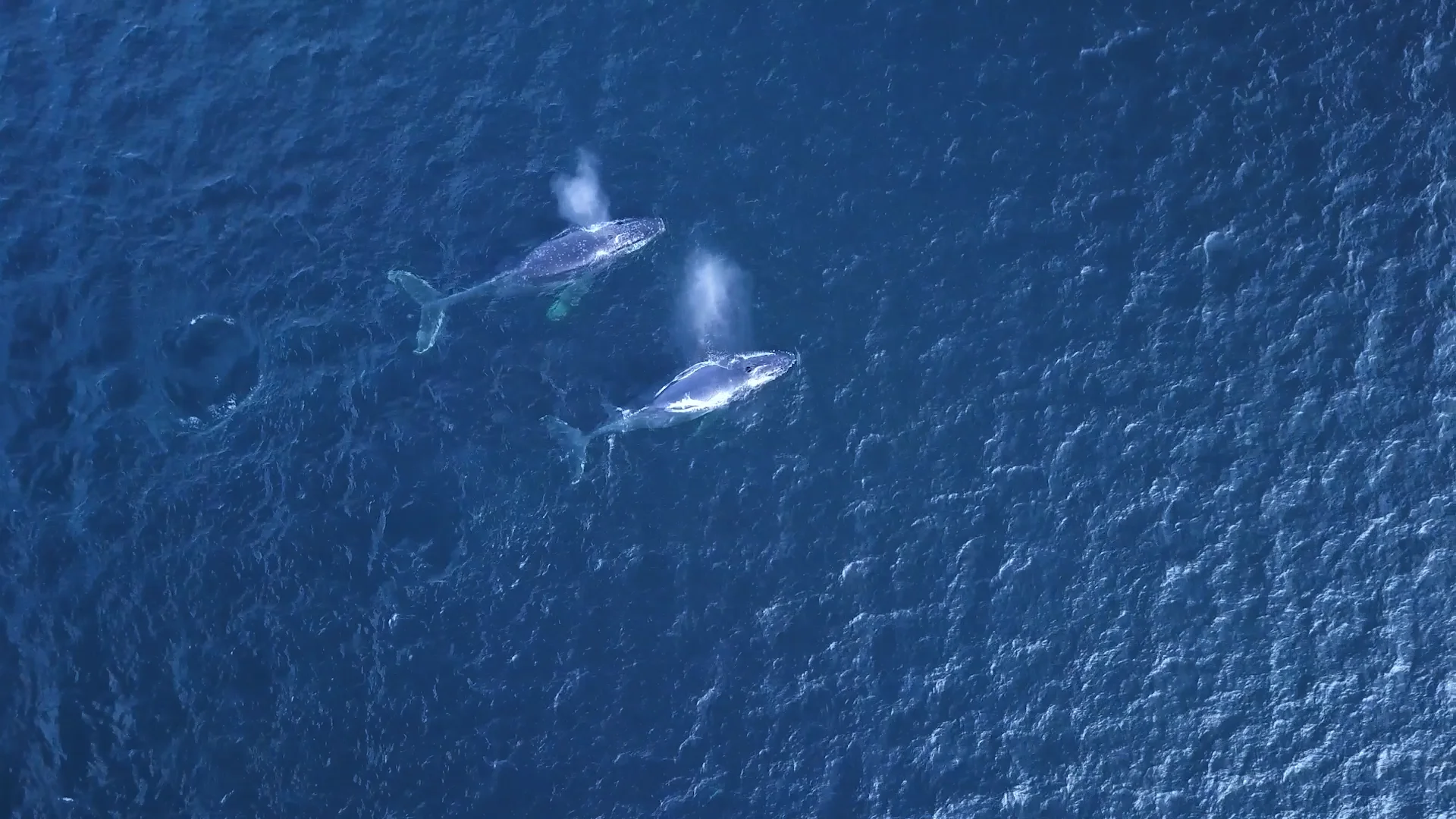 Parley - Peninsula Mitre - Whales