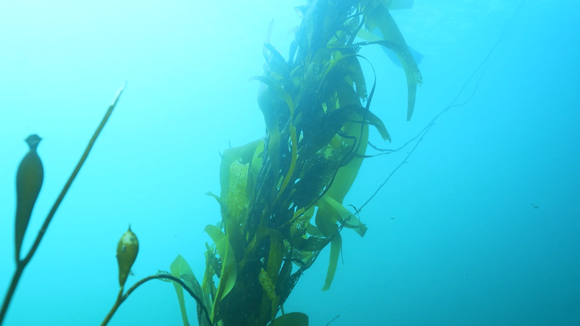 Parley - Peninsula Mitre - Kelp V2