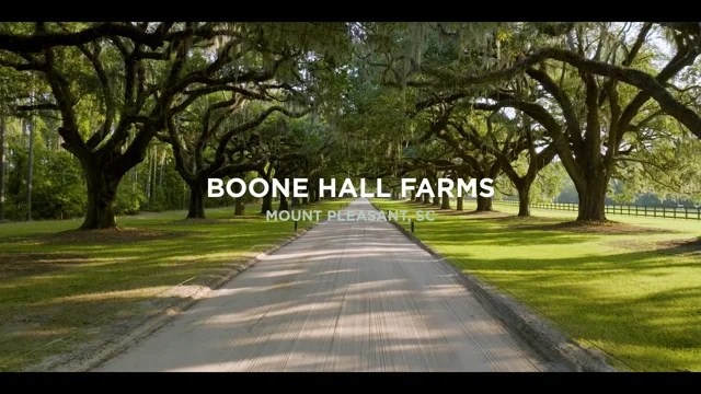 Lauren & Rick, Boone Hall Plantation