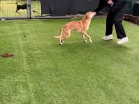 Dobby Video