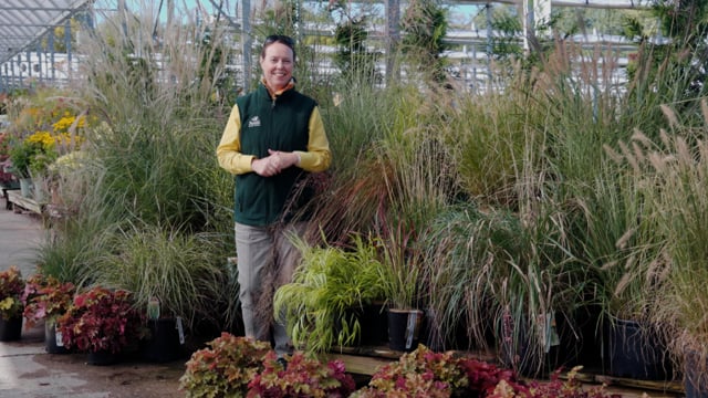 A Guide to Perennial Ornamental Grasses | 10 Types to Grow