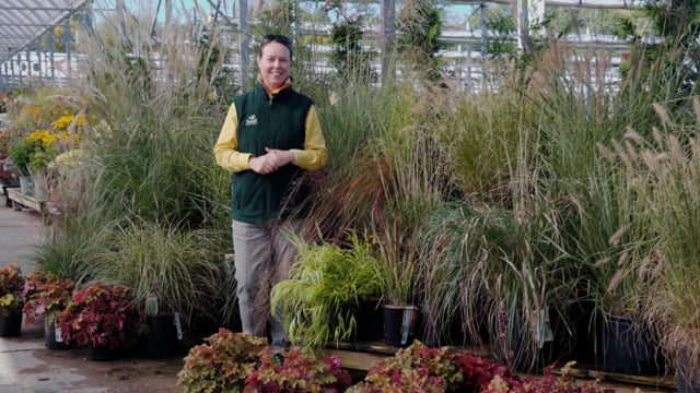 A Guide to Perennial Ornamental Grasses | 10 Types to Grow