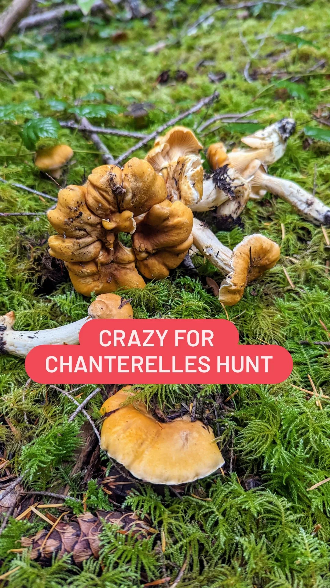 Crazy for Chanterelles Hunt in Randle, WA on Vimeo