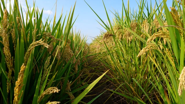 Rice, Field, Agriculture. Free Stock Video - Pixabay