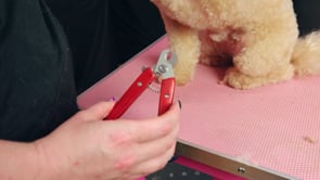 Colleen BASICS-Nails