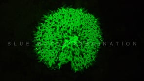 0495_Fluorescent green mushroom coral
