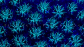 0496_Fluorescent blue coral close up