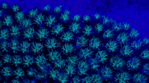 0497_Fluorescent blue coral