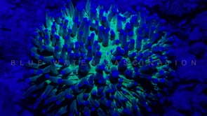 0498_Fluorescent blue mushroom coral