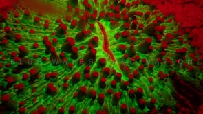 0499_Fluorescent red mushroom coral