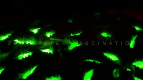 0500_Fluorescent coral
