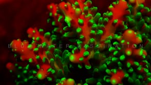 0501_fluorescent red and green coral at night