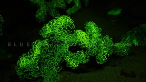 1081_Fluorescent green coral at night