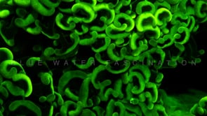 1082_Fluorescent green coral close up at night