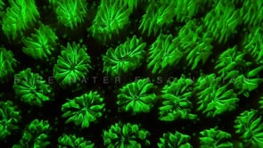 1276_Fluorescent coral close up