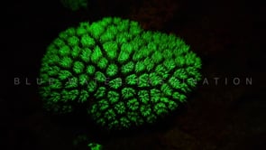 1277_Fluorescent  coral at night