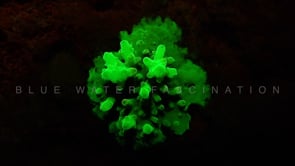 1278_fluorescent hard coral at night