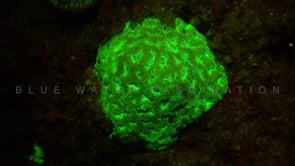1279_Fluorescent brain coral at night