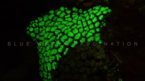 1282_Fluorescent hard coral polyps