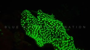 1283_fluorescent hard coral polyps at night
