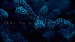 1714_Fluorescent blue coral close up